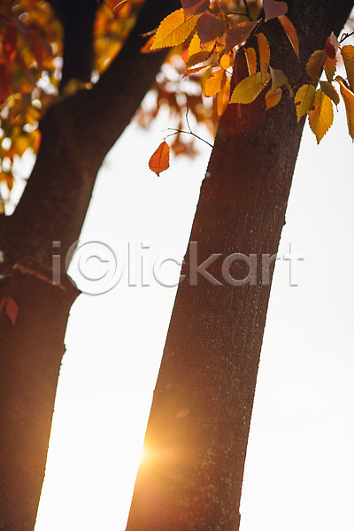 사람없음 JPG 포토 가을(계절) 나무 단풍 서울 야외 주간 풍경(경치) 햇빛