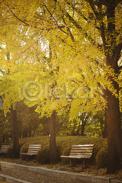 사람없음 JPG 포토 가을(계절) 거리 나무 단풍 벤치 서울 야외 올림픽공원 은행나무 주간 풍경(경치)