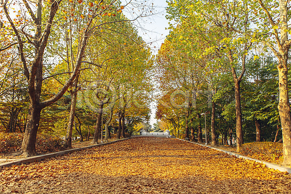 사람없음 JPG 포토 가로수 가을(계절) 거리 나무 낙엽 단풍 서울 야외 올림픽공원 주간 풍경(경치)