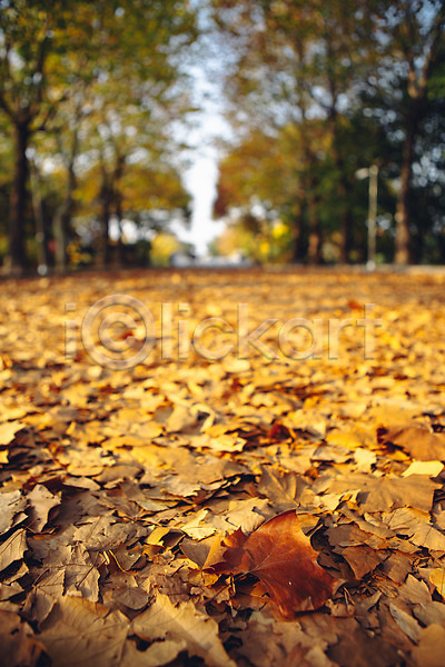 사람없음 JPG 아웃포커스 포토 가을(계절) 거리 나무 낙엽 단풍 서울 야외 올림픽공원 주간 풍경(경치)