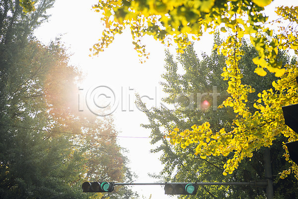 사람없음 JPG 포토 가을(계절) 거리 나무 단풍 서울 신호등 야외 은행나무 주간 풍경(경치) 하늘 햇빛