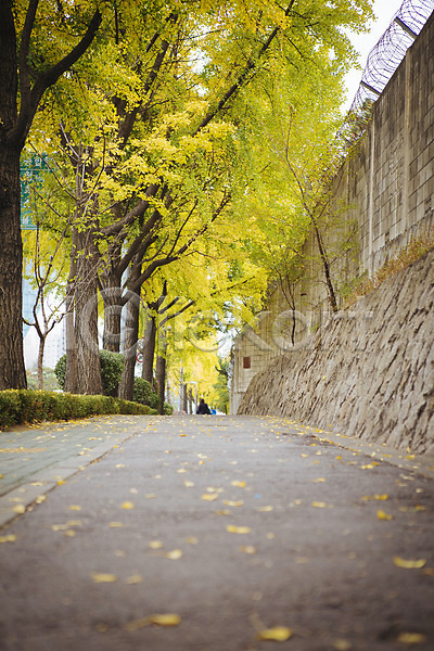 사람없음 JPG 포토 가을(계절) 거리 나무 녹사평대로 단풍 담장 서울 야외 은행잎 주간 풍경(경치)