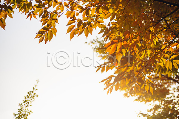 사람없음 JPG 포토 가을(계절) 거리 나무 단풍 서울 야외 주간 풍경(경치) 하늘 햇빛