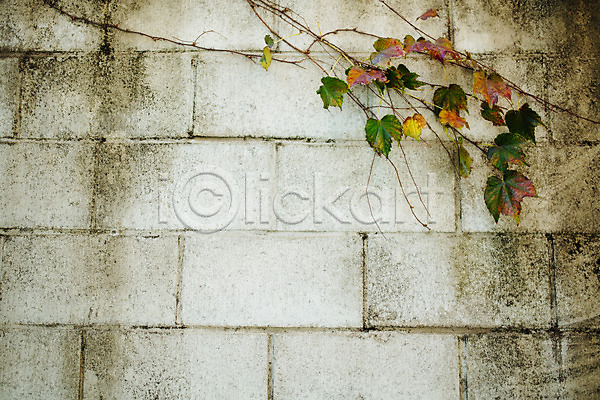 사람없음 JPG 포토 가을(계절) 거리 덩굴 백그라운드 벽 보석길 서울 야외 주간 풍경(경치)
