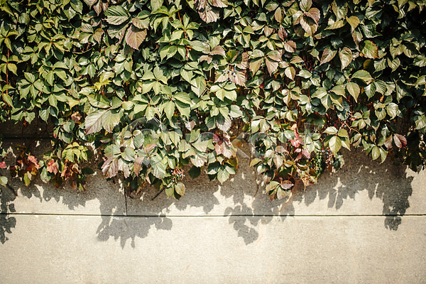 사람없음 JPG 포토 가을(계절) 거리 덩굴 백그라운드 벽 삼청동 서울 야외 인사동 주간 풀잎 풍경(경치)