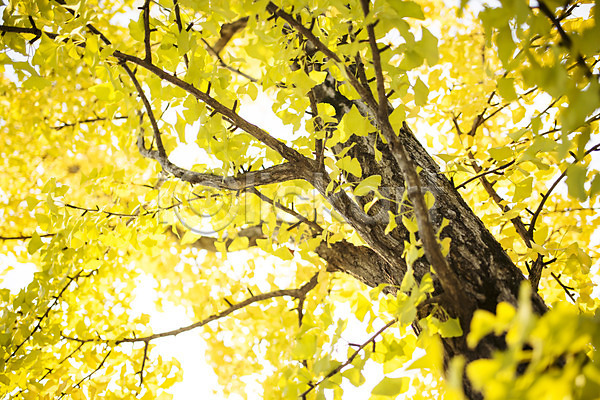 사람없음 JPG 포토 가을(계절) 거리 백그라운드 삼청동 서울 야외 은행나무 은행잎 인사동 주간 풍경(경치)
