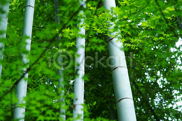 사람없음 JPG 아웃포커스 포토 공원 나무 대나무 대나무숲 숲 야외 일본 자연 주간 풍경(경치)