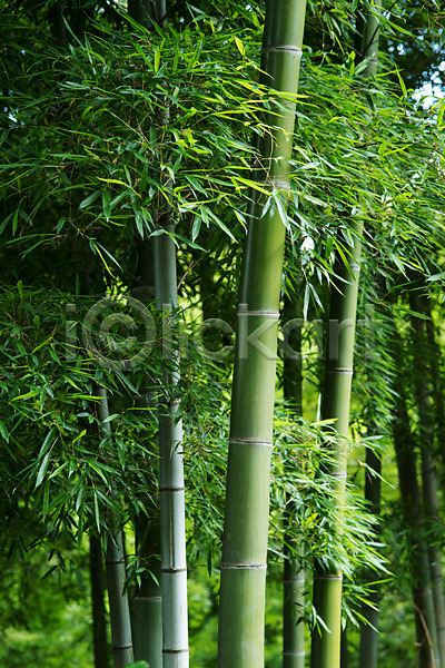 사람없음 JPG 포토 공원 나무 대나무 대나무숲 숲 야외 일본 자연 주간 풍경(경치)