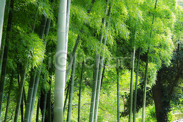 사람없음 JPG 포토 공원 나무 대나무 대나무숲 숲 야외 일본 자연 주간 풍경(경치)
