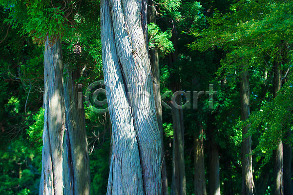 사람없음 JPG 포토 공원 나무 숲 야외 일본 자연 주간 풍경(경치)