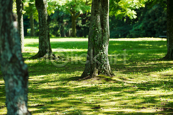 사람없음 JPG 아웃포커스 포토 공원 나무 숲 야외 일본 자연 잔디 주간 풍경(경치)