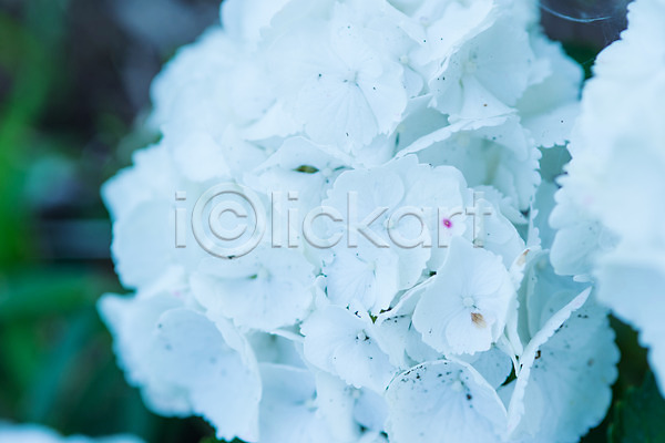 사람없음 JPG 근접촬영 아웃포커스 포토 꽃 백그라운드 수국 식물 야외 여러송이 자연 주간 흰색