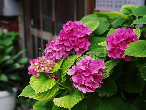 사람없음 JPG 아웃포커스 포토 꽃 분홍색 수국 식물 야외 여러송이 잎 자연 주간