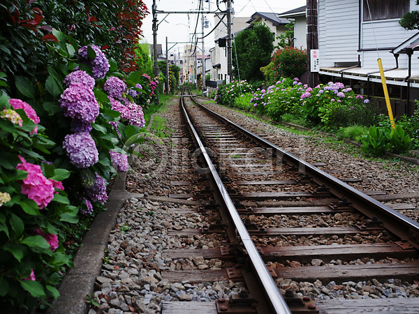사람없음 JPG 포토 교통시설 기찻길 꽃 수국 식물 야외 원근감 일본 전봇대(시설물) 주간 주택가 철도의날