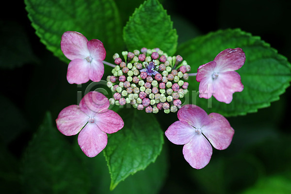 사람없음 JPG 근접촬영 아웃포커스 포토 꽃 분홍색 수국 식물 야외 여러송이 잎 자연