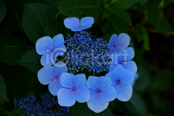 사람없음 JPG 포토 꽃 수국 식물 야외 여러송이 잎 자연 파란색