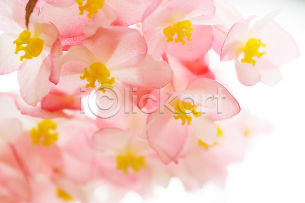 사람없음 JPG 근접촬영 아웃포커스 포토 꽃 백그라운드 분홍색 식물 여러송이 자연