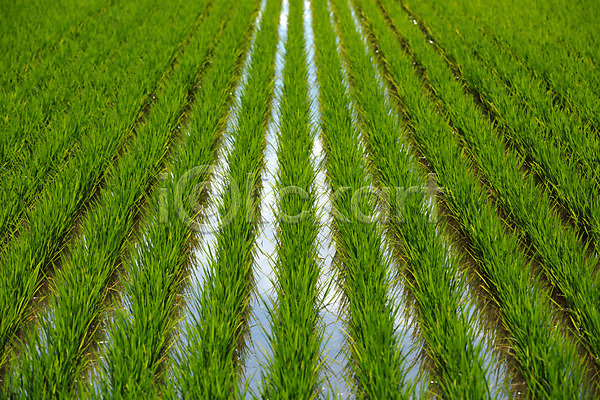 사람없음 JPG 포토 논 농경지 농사 모내기 백그라운드 야외 자연 주간 초록색