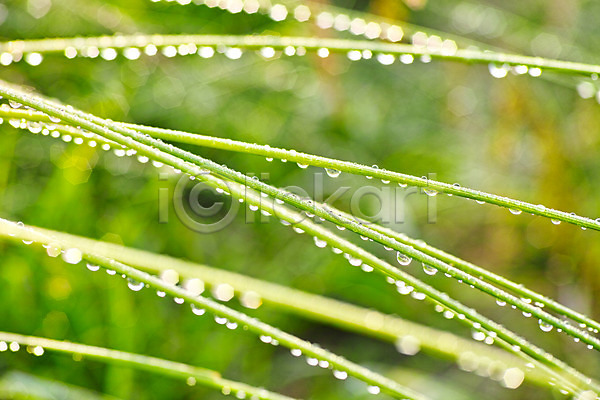 사람없음 JPG 아웃포커스 포토 물방울 백그라운드 비(날씨) 식물 야외 이슬 자연 주간 초록색 풀잎