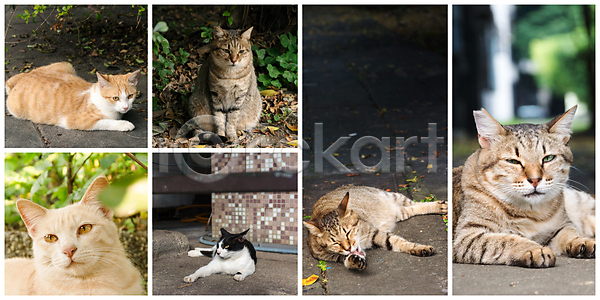 달콤 편안함 휴식 사람없음 JPG 포토 해외이미지 거리 고양이 낮잠 대만 도시 동물 라이프스타일 무료 반려동물 세트 수집 앉기 야외 우주 자연 작음 잠 장면 주간 줄무늬 털 포유류 해외202004 해외포토