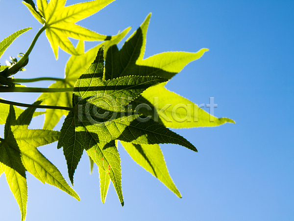 성장 사람없음 JPG 포토 해외이미지 광합성 나무 모양 목재 묘사 봄 식물 잎 자연 정맥 초록색 파란색 패턴 하늘 해외202004 환경