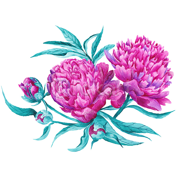 사람없음 JPG 일러스트 해외이미지 그림 꽃 꽃다발 다발 묘사 번짐 붓터치 수채화(물감) 식물 작약 터키석 해외202004