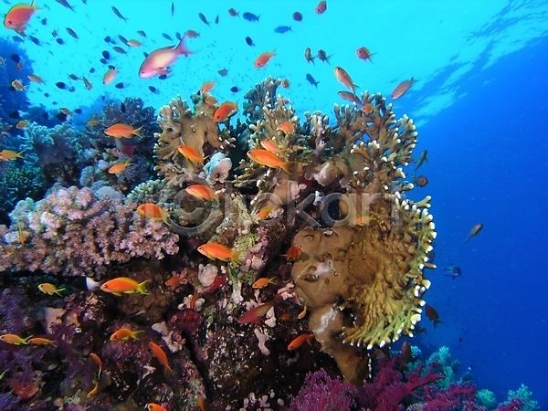 사람없음 JPG 포토 해외이미지 다이빙 동물 동물상 물 반사 산호 수중 스노클링 식물 암초 야생동물 어류 자연 투명 표면 해외202004