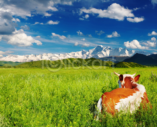 휴식 사람없음 JPG 포토 해외이미지 가축 농경지 맑음 목장 소 시골 야외 주간 풍경(경치) 해외202004