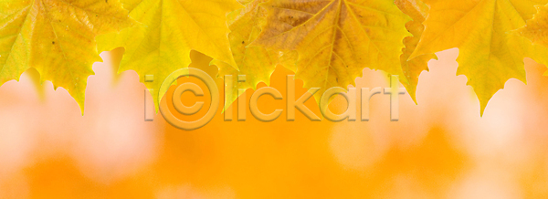 성장 신선 사람없음 JPG 포토 해외이미지 가을 갈색 계절 공원 나무 나뭇가지 내추럴 노란색 단풍 묘사 백그라운드 빛 빨간색 숲 식물 야외 오렌지 잎 자연 질감 추상 캐나다 컬러풀 태양 패턴 해외202004 해외포토 햇빛 환경 황금