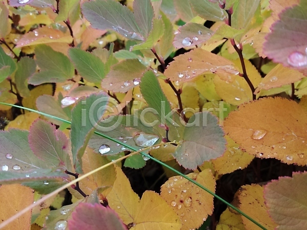 떨어짐 사람없음 JPG 포토 해외이미지 가을(계절) 계절 내추럴 노란색 단풍 물 백그라운드 빨간색 야외 오렌지 유기농 이슬 잎 자연 젖음 컬러풀 해외202004 황금