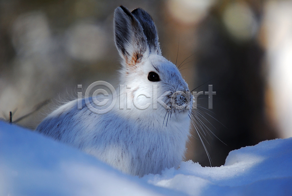사람없음 JPG 아웃포커스 포토 해외이미지 겨울 눈(날씨) 야외 응시 주간 토끼 한마리 흰토끼