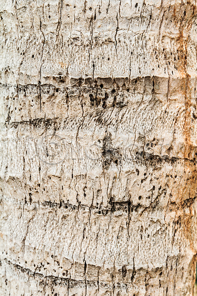 사람없음 JPG 포토 해외이미지 갈색 디자인 목재 백그라운드 수목 옛날 자연 장식 질감 패턴 해외202004