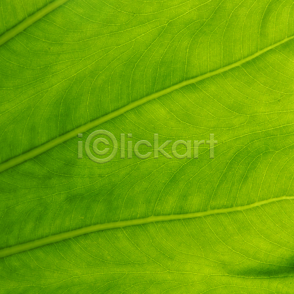 사람없음 JPG 포토 해외이미지 고립 나무 백그라운드 상록수 식물 야외 영원 유기농 잎 자연 정맥 질감 초록색 큼 패턴 해외202004