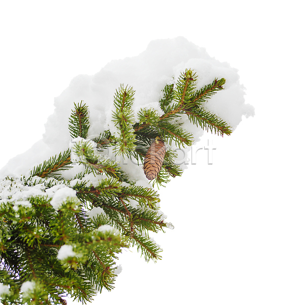 사람없음 JPG 포토 해외이미지 가문비나무 겨울 고립 나뭇가지 날씨 백그라운드 새해 솔방울 크리스마스 해외202004 흰색
