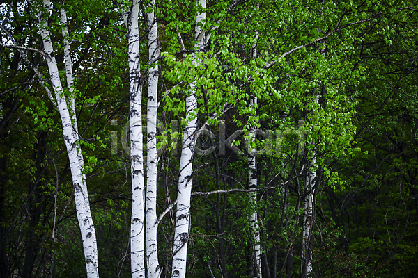 평화 사람없음 JPG 포토 해외이미지 그룹 나무 나무껍질 내추럴 세로 숲 식물 심플 야외 자연 전나무 초록색 캐나다 큼 파노라마 패턴 풍경(경치) 해외202004 환경 황무지 흰색