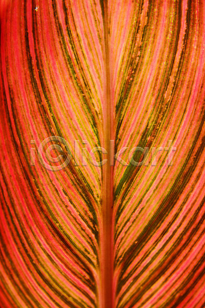 사람없음 JPG 근접촬영 포토 나뭇잎 무늬 백그라운드 식물 잎 잎맥 자연 주황색