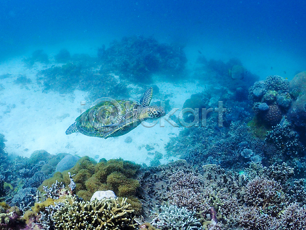 사람없음 JPG 포토 거북이 동물 바다 바닷속 산호 수중 수중동물 수중사진 야외 어류 자연 풍경(경치)