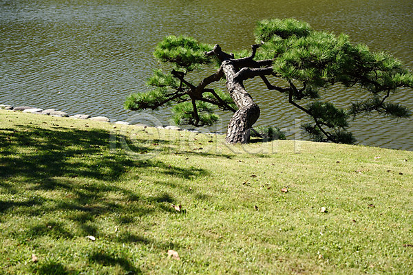 사람없음 JPG 포토 그림자 나무 도쿄 소나무 야외 연못 일본 자연 잔디 주간 풍경(경치)