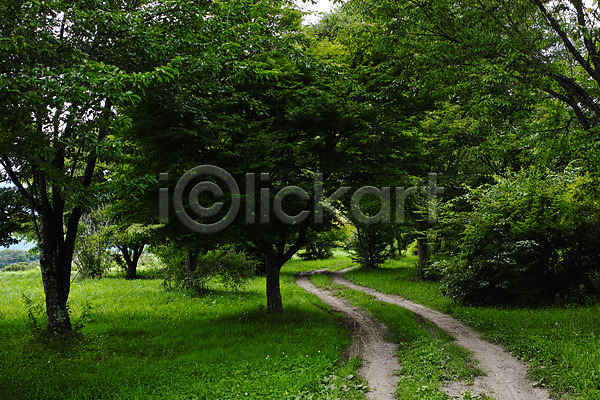 사람없음 JPG 포토 나무 숲 숲길 야외 일본 자연 잔디 주간 초록색 풍경(경치)