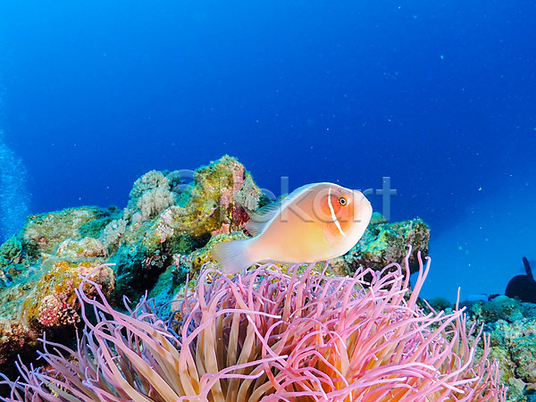 사람없음 JPG 포토 동물 바다 바닷속 산호 수중 수중동물 수중사진 어류 열대어 자연 촉수 트로피컬아트 풍경(경치) 한마리