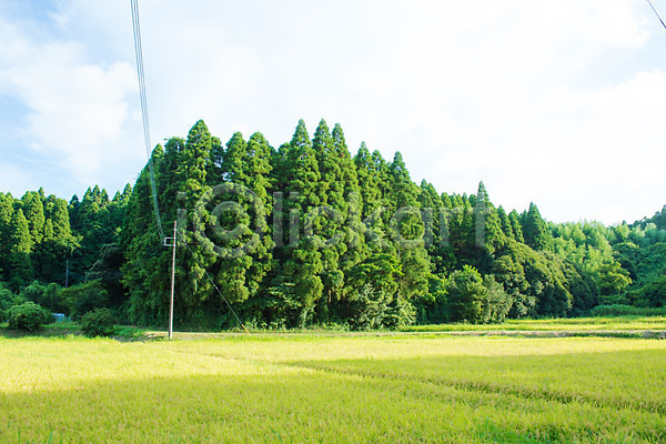 사람없음 JPG 포토 구름(자연) 나무 논 농경지 숲 야외 일본 자연 전봇대(시설물) 전선 주간 초원(자연) 풍경(경치) 하늘