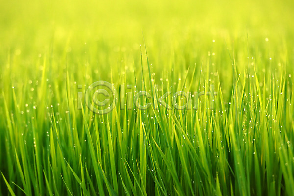 사람없음 JPG 아웃포커스 포토 물방울 백그라운드 야외 일본 자연 주간 초록색 초원(자연) 풀(식물) 풍경(경치)