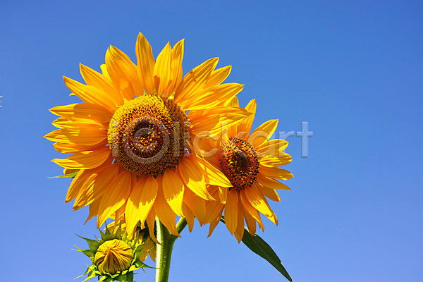사람없음 JPG 포토 꽃 노란색 식물 야외 자연 주간 풍경(경치) 하늘 해바라기