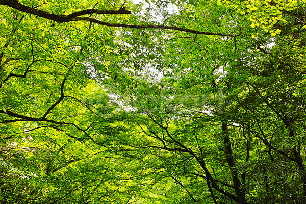 사람없음 JPG 포토 나무 백그라운드 숲 야외 일본 자연 주간 초록색 풍경(경치)