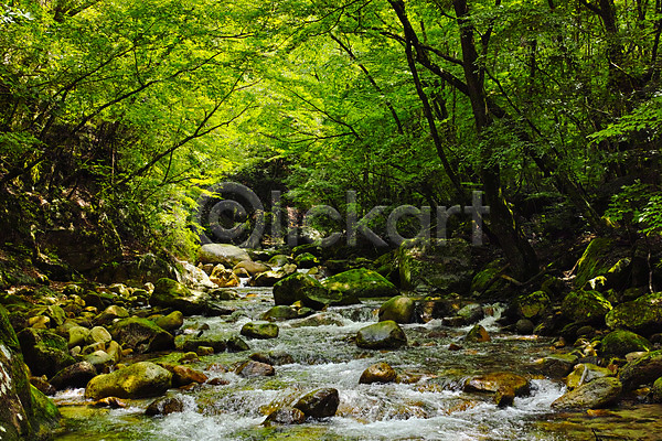 사람없음 JPG 포토 계곡 나무 물 바위 숲 야외 일본 자연 주간 풍경(경치)