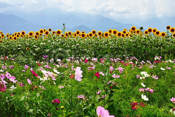 사람없음 JPG 포토 가을(계절) 구름(자연) 꽃 꽃밭 노란색 산 식물 야외 여러송이 자연 주간 코스모스(꽃) 풍경(경치) 하늘 해바라기