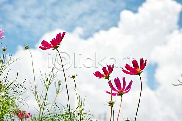 사람없음 JPG 아웃포커스 포토 가을(계절) 구름(자연) 꽃 식물 야외 여러송이 자연 주간 코스모스(꽃) 풍경(경치) 하늘
