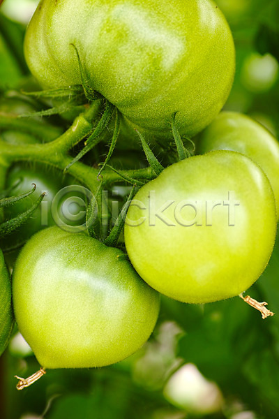 사람없음 JPG 근접촬영 포토 농사 농작물 식물 야외 열매 음식 자연 주간 초록색 토마토