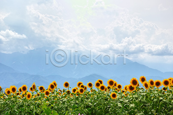 사람없음 JPG 포토 구름(자연) 꽃 꽃밭 노란색 산 식물 야외 여러송이 자연 주간 풍경(경치) 하늘 해바라기