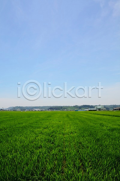 사람없음 JPG 포토 구름(자연) 논 농경지 농촌 야외 일본 자연 주간 주택 초원(자연) 풍경(경치) 하늘